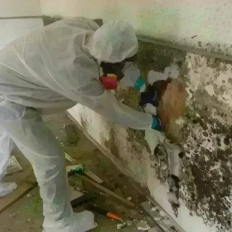 Mold Remediation and Removal in Lusby, MD